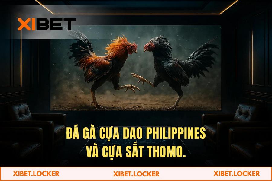 Phân tích các loại hình đá gà đỉnh cao: Từ cựa dao Philippines đến cựa sắt Thomo
